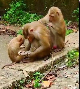 PaPa Tum use tongue to cuddle baby Lucie and groom to reduce Cold after rain. Best Dad ever take turn to care baby | Wild Monkey Zone