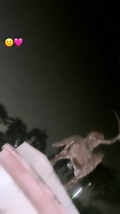 Jahar khaake mar jaibo ge 🥺🩷🥀…………….. . . . . . #dancer_sachin_02 #ashishyadav #popular #pawansingh #khesariyadav #khesariyadav #trending #trending #trendingreels #sadsong | Sachin Kumar