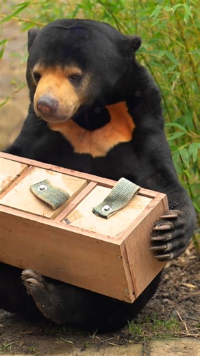 SUN BEARS GO WILD! 🎉🐾 #sunbear #enrichment #presents #gifts #whitepostfarm #hertfordshirezoo #animals | Hertfordshire Zoo