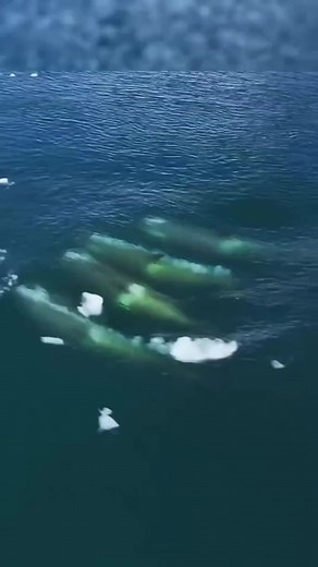 6.7K views · 170 reactions | Nuestro segundo video de hoy sobre las...