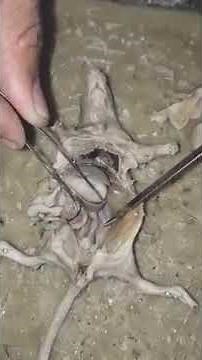Dissection of Rat