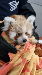 3.3K views · 660 reactions | Your latest Asha update is here!  #bristolzoo #bristolzooproject #animals #redpanda #redpandacub | Bristol Zoo Project | Facebook
