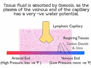 Formation of Tissue Fluid