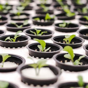 [Hot Item] Greenhouse Nursery Sponge with Customized Holes Hydroponics Soilless Farming Technology