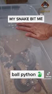 24K views · 291 reactions | KINAGAT AKO NG AHAS KO #ballpython #snake | Doc Abel Manalo | Facebook