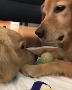 Me prestas tu pelotita por favor🥺😤🥰😍💕😘💓 | Glamour Pets