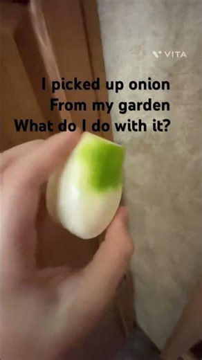 Onion?