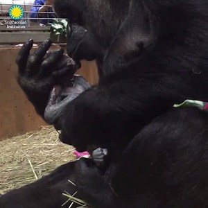 So sweet! A gorilla at the Smithsonian’s National Zoo and Conservation Biology Institute gave birth on Sunday and showered the little one with love and kisses. | FOX31 KDVR.com