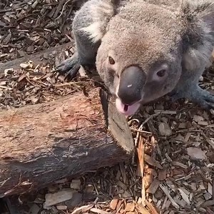17K views · 154 reactions | Le Sais tu que le Koala fait ce bruit?...