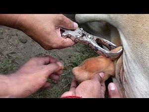 Castration of bull l dr umar khan