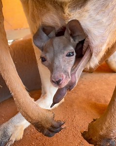 Baby kangaroo cuteness compilation! 🥰🥰🥰 | San Antonio Zoo