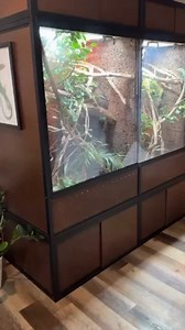 2.9K views · 874 reactions | Sabzi, my female green tree monitor lizard (Varanus prasinus), enjoying a gut-loaded discoid cockroach for dinner! Yum 荒! • #treemonitor #varanusprasinus #reels #viral #instagram #pet #animal #reptiles #varans #greentreemonitor #sabzithegreentreemonitor #reptiliatus #monitorlizard #lizard #pets #eating #feeding #cockroach #discoidroach #insect #asmr #eatingasmr #reptiles #reptilesofinstagram | Reptiliatus | Facebook