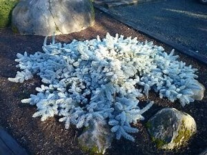 Picea pungens 'Glauca Procumbens' Blue Creeping Colorado Spruce
