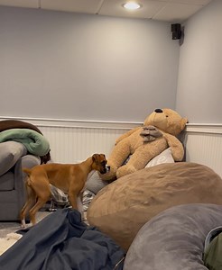 My mountain goat impression is on point!! | Wrigley, Bauer, Kobe, and Sophie Boxer