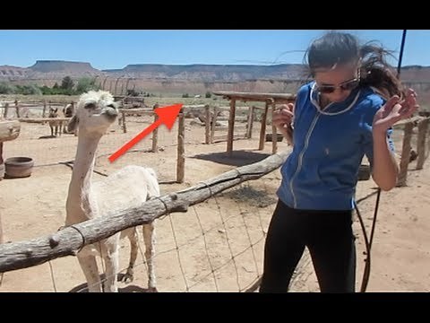 LLAMA SPIT ATTACK