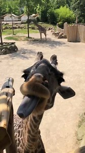 Our Giraffe Feeding presented by Chick-fil-A happens daily from 9:30am-2:30pm during the summer. A giraffe's foot-and-a-half long tongue can nimbly strip leaves and fruits from a branch. | Cincinnati Zoo & Botanical Garden