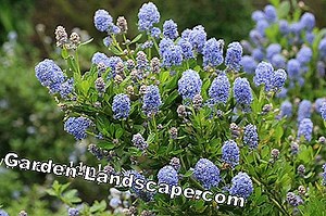 Anders: Ceanothus - Säckelblume - Californische Lila | 2025