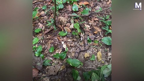 Un boa constricteur rampe devant les pieds d'une femme au Brésil
