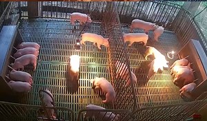 1.6K views · 31 reactions | Ito na sila… 28 & 23 days old sice birth.. Earliest age n winalay ko sa farm ung 18 days old, kaya nmn pla buhayin lahat un… | Kathner Swine Genetics | Facebook