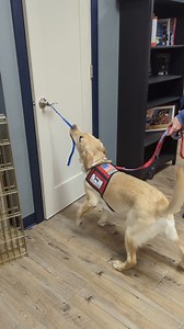 1K views · 81 reactions | Service Puppy Johnny has been working hard on his "tug" cue to open doors! Shoutout to Johnny and his puppy raiser for working so hard! #servicedog #ServiceDogs #ServiceDogsSaveLives #heroesintraining #servicedogsforveterans #Puppies #HelpOurHeroes #Volunteer | Custom Canines Service Dog Academy | Facebook