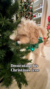 We have so much fun 🥰🎄 #smartdog #trickdog #cutedog #wholesome #christmastree #christmasdog #ilovemydog | Thesemudderfluffers
