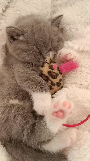 #kotybrytyjskie #nadzieja #hodowlakotowbrytyjskich #milosc.#sen #zamknijoczy #sluchajsłowa | Malbet Malbet