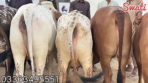 26K views · 466 reactions | Qurbani Collection Agye 2024 Pechle Collection || Sold  Sold  || Mandi Se Sastay Janwer ❤️ For promotion And vloging: 03243467856 #malirmandi #bhainscolony #sohrabgoth #cattlemarket #f4f #brahman #livestock #cow #cows #farm #cowsofinstagram #cattle #animals #nature #farming | Mandi by Swati -Vlogs | Facebook