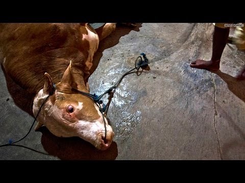 Alleged cruelty on tape shuts slaughterhouse!