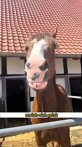 Kuda pandai uji manusia. Jika penunggang tak berpengalaman, perangai mereka terus berubah. Cukur bulu pula untuk kesihatan mereka. #FaktaKuda #Haiwan #KudaMalaysia #HorseFacts #Peternakan | Dunia Haiwan