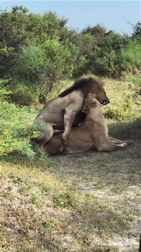 Lion Sighting in Botswana #shorts