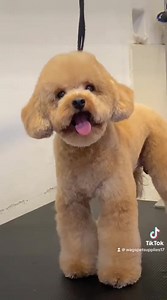 The sweetest big boi is about to make your day! Pup-solutely a-dog-able‼️ 🥺🐾😍 He's definitely smellin' fur-esh! ✨🥰 Visit us at : 📍Wags Grooming Services & Supplies Unit 14 Plaza Margarita lipata , Minglanilla 📲 0906 2887478 Wags Grooming is open from Mondays to Sundays, 8:00 AM-8:00 PM. #Wagsgroomingservices #wagsgroomingcebuph #pets #fyp #wagspethotel #wagscebu | Wags Grooming Services