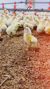 chick illness symptoms: اس چوزے کو کون سی بیماری ہے