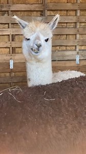 Cutting Alpaca Teeth and Hair-000 | Bollas Glass