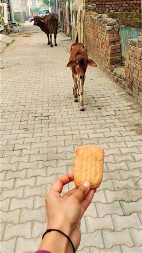 Mother's Love: a Cow SEARCHES Her Calf! 🐄 ❤️ #shorts #animals #gaumata