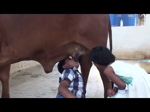 Children drink cow's milk in a rather literal fashion!