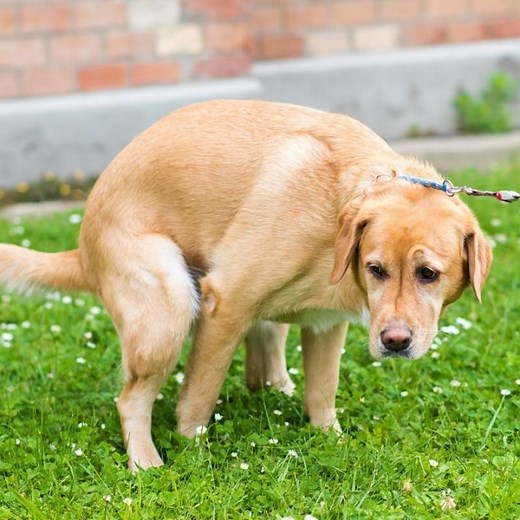 How I Treat Labrador Diarrhea: A Dog Shelter Owner's Approach - World of Dogz