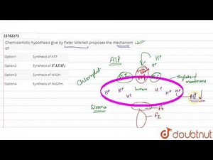 Chemiosmotic hypothesis give by Peter Mitchell proposes the machanism of