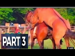 Horse breeding carefully February 2022