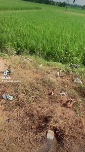 9.2K views · 194 reactions | Very the innocent village papa | Thanuja Singam | Facebook