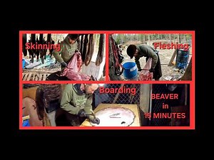 15 MINUTES Skin,Flesh and Board BEAVER