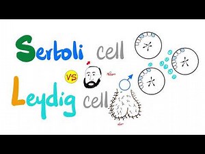 Sertoli cell vs. Leydig cell - Reproductive System Physiology