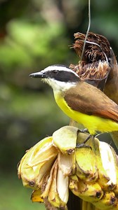 Kiskadee bird Eating Banana Wincent RQbYe #bird #nature #wildlife | HAWI Studios