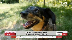 82K views · 2.1K reactions | 凉 Зворушлива історія. Як живе собака,...