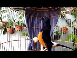 chòe lửa hót nhiều giọng đập đuôi kích bổi hót đấu.lửa đập đuôi tạch kích chòe lửa lên lửa muraibatu