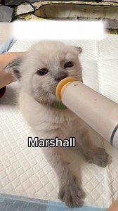 If you guessed Paw Patrol, you were right! 🐾😻 These babies are growing up so fast! They’re currently in a really sweet spot in age and development, if you’ve fostered bottle babies before, you know! The time they latch really well, drink the perfect amount of milk that fills the syringe, and because of that, they are super clean! It’s the calm before the storm of transitioning over to solid food and litterbox training, where things undoubtedly get messy. 🥴 You’re trying to help them eat and m