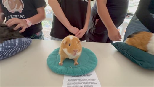 Judging has started at The Halloween Markets! First category is for Cutest Male. I mean, how do you choose between all those cute little faces 🥴😄😍 | Gold Coast Guinea Pig Rescue Inc