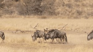 Hakuun Blue Wildebeest Herd Trek Single File liittyvää arkistovideomateriaalia (täysin rojaltivapaa) 1104655849 | Shutterstock
