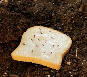 Natural ways to get rid of pesky bugs | 5-Minute Recycle