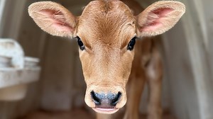 Say 'cheese!' You can meet the cows whose milk creates cheese at Ferndale Farmstead