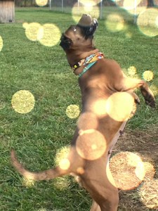 #adopt330 Moca loves to catch her treats !!! | Stark County Humane Society